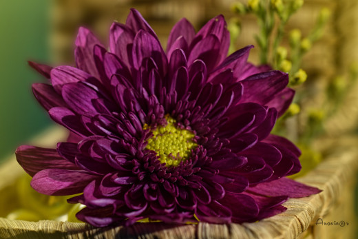 1757012 (a): :5000x3333